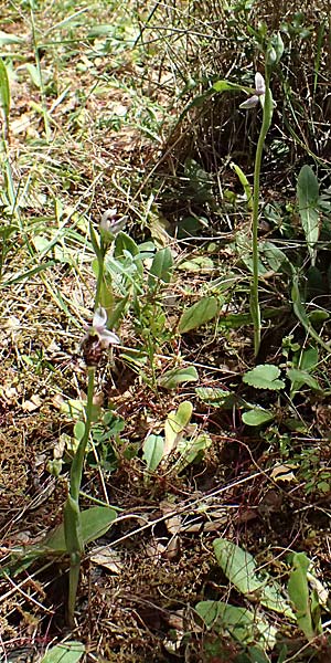 Ophrys stavri \ Stavros-Ragwurz / Stavros' Bee Orchid, Kefalonia/Cephalonia,  Sami 20.4.2024 