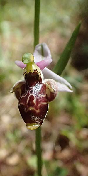 Ophrys stavri \ Stavros-Ragwurz / Stavros' Bee Orchid, Kefalonia/Cephalonia,  Sami 20.4.2024 