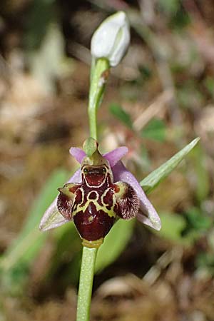 Ophrys stavri \ Stavros-Ragwurz / Stavros' Bee Orchid, Kefalonia/Cephalonia,  Sami 20.4.2024 
