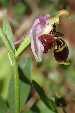 Ophrys stavri \ Stavros-Ragwurz / Stavros' Bee Orchid, Kefalonia/Cephalonia,  Sami 20.4.2024 