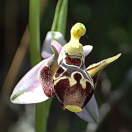 Ophrys stavri \ Stavros-Ragwurz / Stavros' Bee Orchid, Kefalonia/Cephalonia,  Sami 20.4.2024 