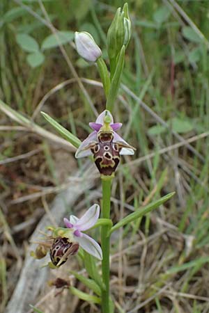 Ophrys stavri \ Stavros-Ragwurz / Stavros' Bee Orchid, Kefalonia/Cephalonia,  Paralia Trapezaki 21.4.2024 