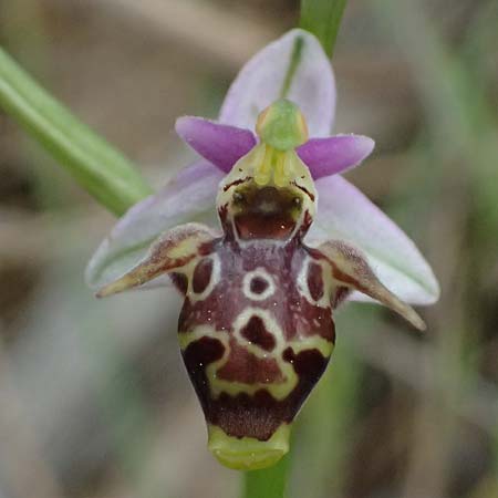 Ophrys stavri \ Stavros-Ragwurz / Stavros' Bee Orchid, Kefalonia/Cephalonia,  Paralia Trapezaki 21.4.2024 