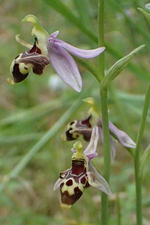 Ophrys stavri \ Stavros-Ragwurz / Stavros' Bee Orchid, Kefalonia/Cephalonia,  Paralia Trapezaki 21.4.2024 