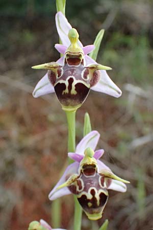 Ophrys stavri \ Stavros-Ragwurz / Stavros' Bee Orchid, Kefalonia/Cephalonia,  Paralia Trapezaki 21.4.2024 
