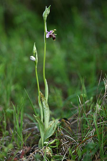 Ophrys stavri \ Stavros-Ragwurz / Stavros' Bee Orchid, Kefalonia/Cephalonia  - Südost/Southeast 18.4.2017 (Photo: Helmut Presser)
