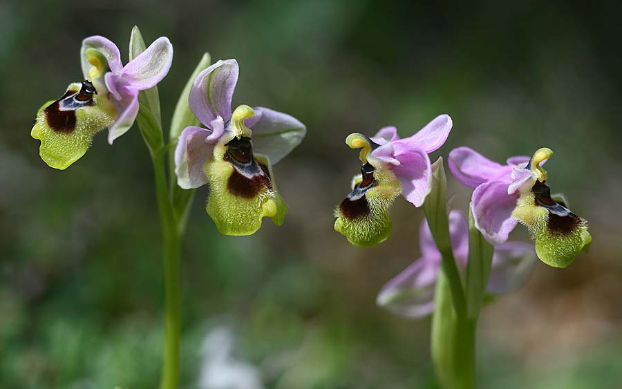 Ophrys ulyssea \ Odysseus-Ragwurz / Ulysses Bee Orchid, Kefalonia/Cephalonia,  Norden/North 16.4.2017 (Photo: Helmut Presser)