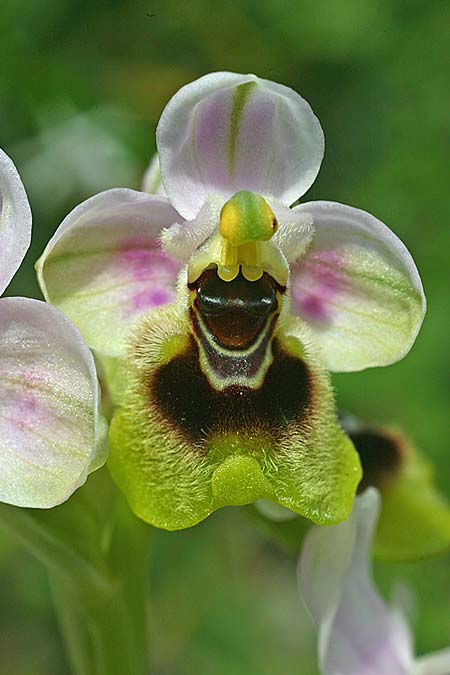 Ophrys ulyssea \ Odysseus-Ragwurz / Ulysses Bee Orchid, Kefalonia/Cephalonia,  Norden/North 16.4.2017 (Photo: Helmut Presser)