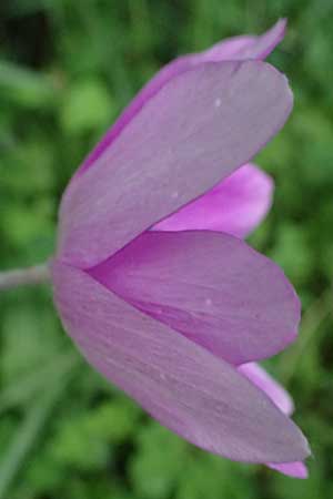 Anemone coronaria \ Kronen-Anemone / Poppy Anemone, Crown Anemone, Kos Zipari 9.4.2026
