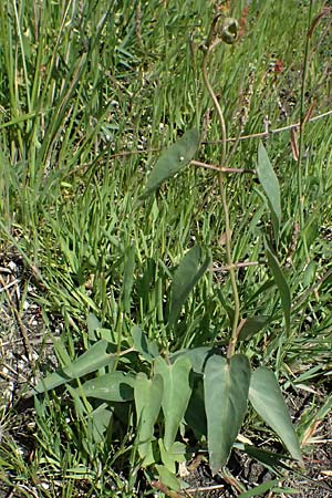 Aristolochia hirta \ Haarige Osterluzei / Hairy Birthwort, Kos Salt-Lake Alikes 9.4.2026