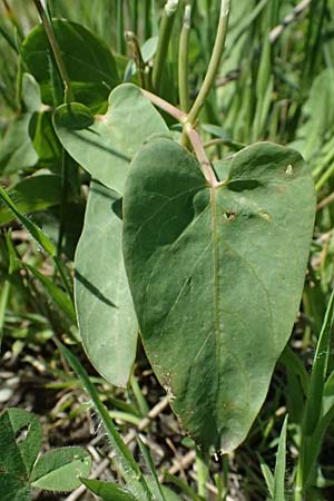 Aristolochia hirta \ Haarige Osterluzei / Hairy Birthwort, Kos Salt-Lake Alikes 9.4.2026
