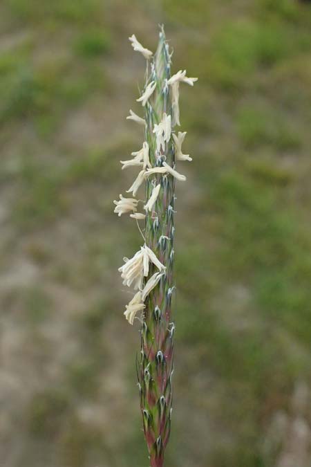 Alopecurus myosuroides \ Acker-Fuchsschwanz / Black-Grass, Kos Salt-Lake Alikes 9.4.2026