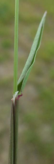 Alopecurus myosuroides \ Acker-Fuchsschwanz / Black-Grass, Kos Salt-Lake Alikes 9.4.2026