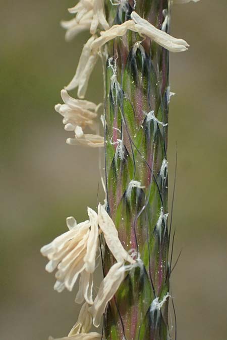 Alopecurus myosuroides \ Acker-Fuchsschwanz / Black-Grass, Kos Salt-Lake Alikes 9.4.2026
