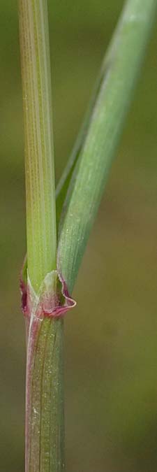 Alopecurus myosuroides \ Acker-Fuchsschwanz / Black-Grass, Kos Salt-Lake Alikes 9.4.2026