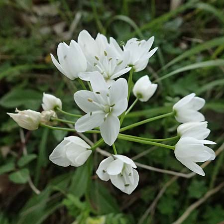 Allium neapolitanum \ Neapolitanischer Lauch / White Garlic, Kos Zipari 9.4.2026