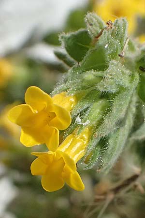 Alkanna orientalis \ Orientalische Schminkwurz, Mundholz / Yellow Alkanet, Oriental Alkanet, Kos Kephalos 8.4.2026