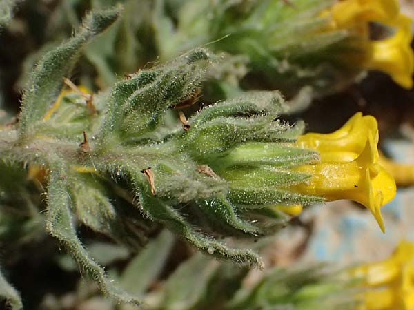 Alkanna orientalis \ Orientalische Schminkwurz, Mundholz / Yellow Alkanet, Oriental Alkanet, Kos Kephalos 8.4.2026