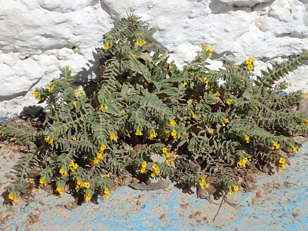Alkanna orientalis \ Orientalische Schminkwurz, Mundholz / Yellow Alkanet, Oriental Alkanet, Kos Kephalos 8.4.2026