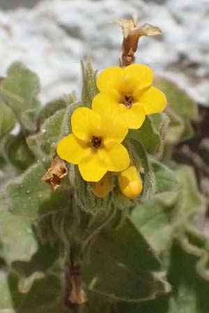 Alkanna orientalis \ Orientalische Schminkwurz, Mundholz / Yellow Alkanet, Oriental Alkanet, Kos Kephalos 8.4.2026