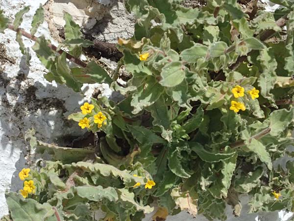 Alkanna orientalis \ Orientalische Schminkwurz, Mundholz / Yellow Alkanet, Oriental Alkanet, Kos Kephalos 8.4.2026