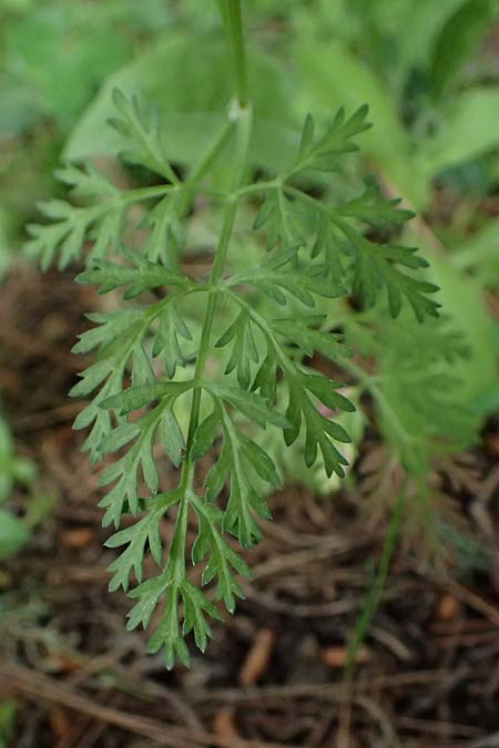 Orlaya daucoides \ M�hren-Breitsame / Flat-Fruited Orlaya, Small Bur Parsley, Kos Zipari 9.4.2026