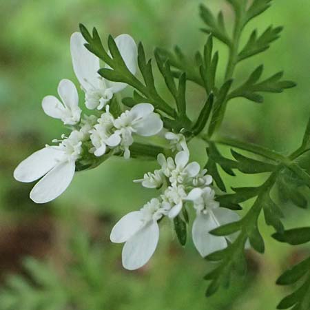 Orlaya daucoides \ M�hren-Breitsame / Flat-Fruited Orlaya, Small Bur Parsley, Kos Zipari 9.4.2026