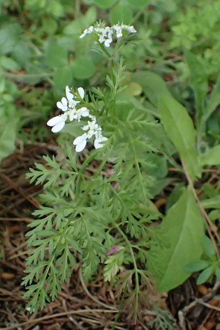 Orlaya daucoides \ M�hren-Breitsame / Flat-Fruited Orlaya, Small Bur Parsley, Kos Zipari 9.4.2026