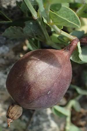Aristolochia parvifolia / Small-Leaved Birthwort, Kos  11.4.2026