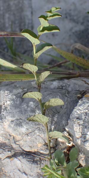 Aristolochia parvifolia / Small-Leaved Birthwort, Kos  11.4.2026