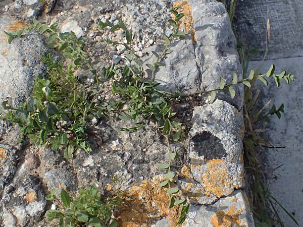 Aristolochia parvifolia / Small-Leaved Birthwort, Kos  11.4.2026