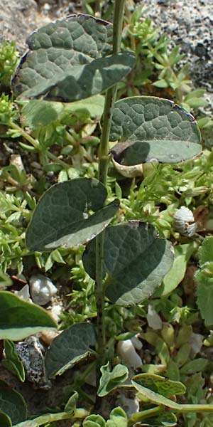 Aristolochia parvifolia / Small-Leaved Birthwort, Kos  11.4.2026
