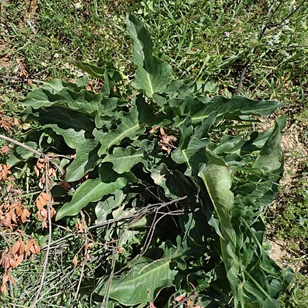 Arum dioscoridis \ Dioskorides-Aronstab / Dioscoridis Arum, Kos Kephalos 8.4.2026