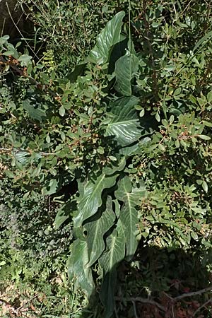 Arum dioscoridis \ Dioskorides-Aronstab / Dioscoridis Arum, Kos Kephalos 8.4.2026
