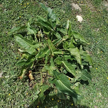 Arum dioscoridis \ Dioskorides-Aronstab / Dioscoridis Arum, Kos Kephalos 8.4.2026