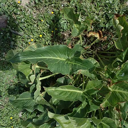 Arum dioscoridis \ Dioskorides-Aronstab / Dioscoridis Arum, Kos Kephalos 8.4.2026