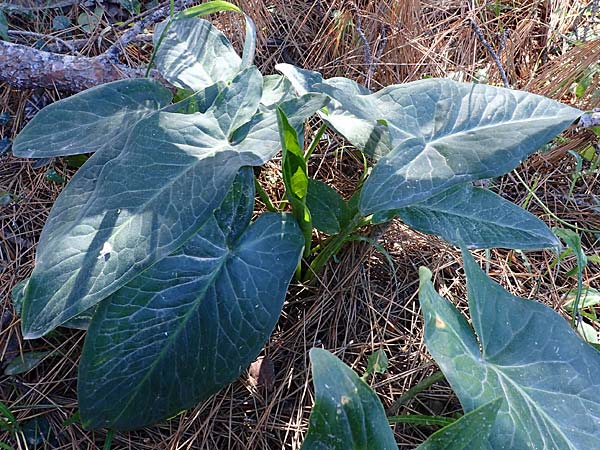 Arum dioscoridis \ Dioskorides-Aronstab / Dioscoridis Arum, Kos Kephalos 8.4.2026