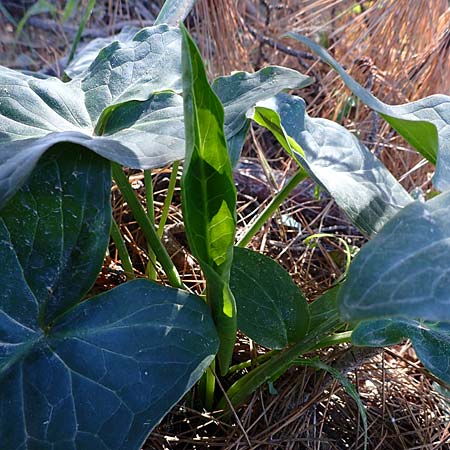 Arum dioscoridis \ Dioskorides-Aronstab / Dioscoridis Arum, Kos Kephalos 8.4.2026