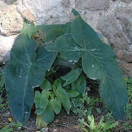 Arum dioscoridis \ Dioskorides-Aronstab / Dioscoridis Arum, Kos Kephalos 8.4.2026