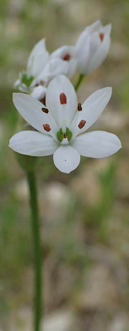 Allium subhirsutum \ Wimperbl�ttriger Lauch / Hairy Garlic, Kos Zipari 9.4.2026