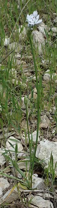 Allium subhirsutum \ Wimperbl�ttriger Lauch / Hairy Garlic, Kos Zipari 9.4.2026