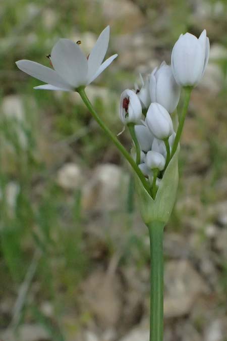 Allium subhirsutum \ Wimperbl�ttriger Lauch / Hairy Garlic, Kos Zipari 9.4.2026