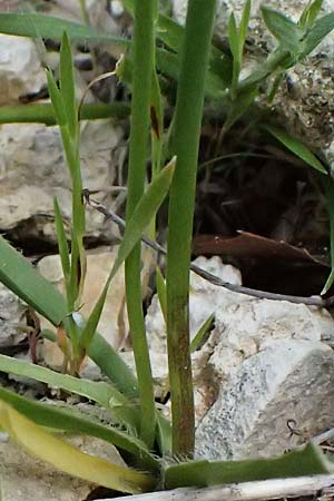 Allium subhirsutum \ Wimperbl�ttriger Lauch / Hairy Garlic, Kos Zipari 9.4.2026