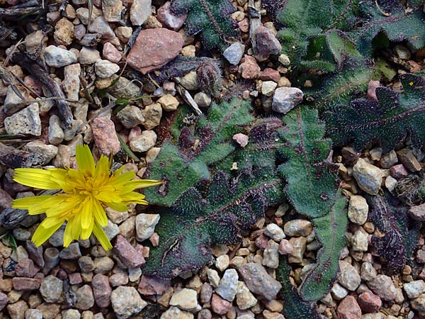 Hypochaeris radicata \ Gew�hnliches Ferkelkraut / Common Cat's-Ear, Kos Kephalos 8.4.2026