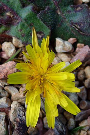 Hypochaeris radicata \ Gew�hnliches Ferkelkraut / Common Cat's-Ear, Kos Kephalos 8.4.2026