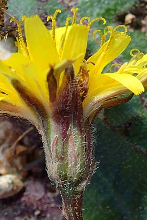 Hypochaeris radicata \ Gew�hnliches Ferkelkraut / Common Cat's-Ear, Kos Kephalos 8.4.2026