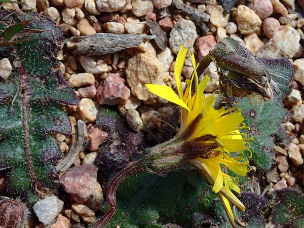 Hypochaeris radicata \ Gew�hnliches Ferkelkraut / Common Cat's-Ear, Kos Kephalos 8.4.2026