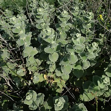 Ballota acetabulosa \ Napf-Schwarznessel / False Dittany, Greek Horehound, Kos Zipari 9.4.2026