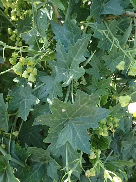 Bryonia cretica \ Zweih&auml;usige Zaunr�be / Cretan Bryony, Kos Agios Nektarios 10.4.2026