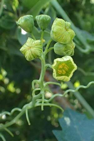 Bryonia cretica \ Zweih&auml;usige Zaunr�be / Cretan Bryony, Kos Agios Nektarios 10.4.2026
